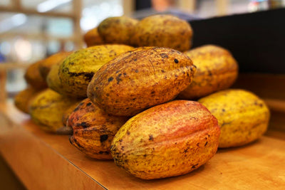 Alea Chocolates – Leading the Future of Sustainable Cacao in Bicol, Attracting Local & Foreign Investors
