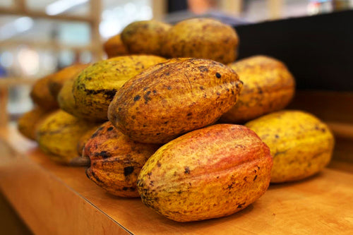 Alea Chocolates – Leading the Future of Sustainable Cacao in Bicol, Attracting Local & Foreign Investors