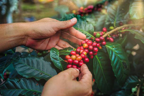 The Future Is Local—Why Alea Is Now Encouraging Farmers to Plant Coffee