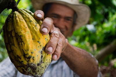 Why Government Support Is Critical for Cacao and Coffee Farmers in the Philippines