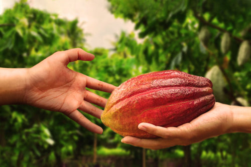 Building Resilient Farming Communities Through Sustainable Cacao