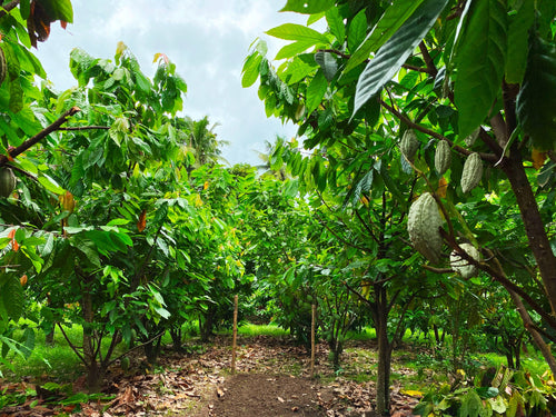 Alea Chocolates: Leading the Way in Climate-Conscious Cacao Farming